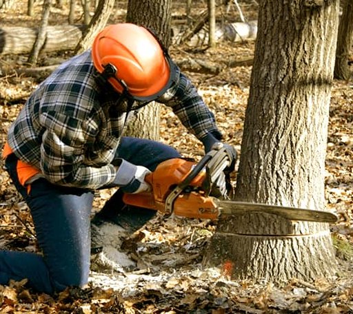 Tree Removal in Knoxville, AR
